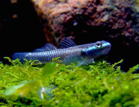 Cobalt Blue Goby Stiphodon Semoni Goby For Sale At