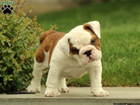 World class bulldog puppies in rare exotic colors carefully wrapped around quality and health. English Bulldog Puppies For Sale | Greenfield Puppies