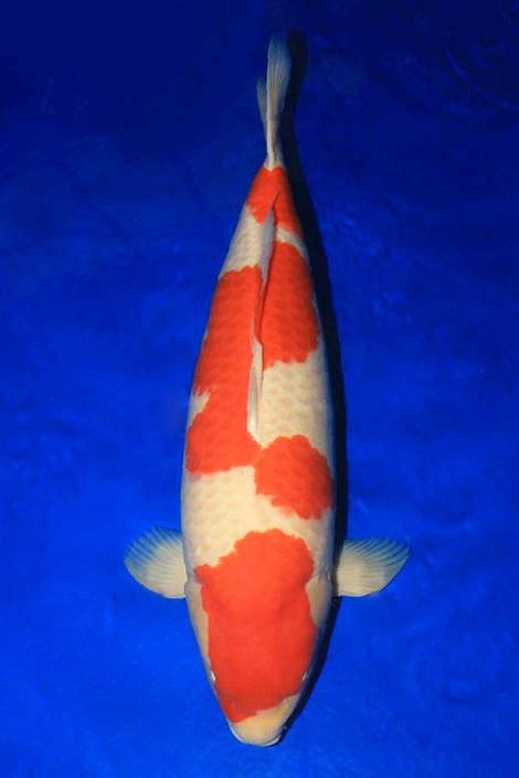 Momotaro koi farms developed the bakki shower with stainless steel trays. Okayama Momotaro-koi farm Parents koi