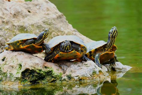 Fresh Water Turtles Varmints 37 Blazing Caribou Studios
