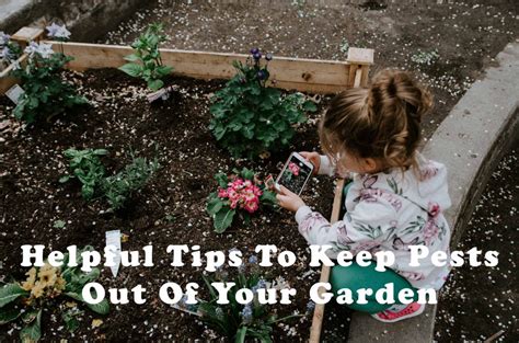Helpful Tips To Keep Pests Out Of Your Garden Lamb And Bear