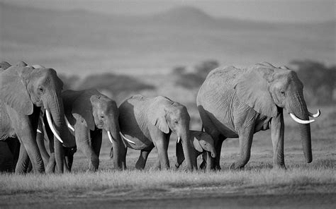 Elephant Black And White Images 07883 Baltana
