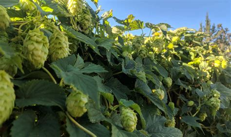 Fresh Hops Watch 2018 The Brew Site