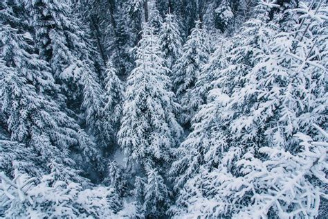 Aerial View Of Snow Covered Pine Forest In Switzerland Stock Image