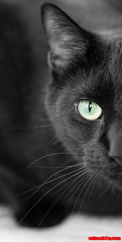 Black Cat Cute Cats Hq Pictures Of Cute Cats And Kittens Free