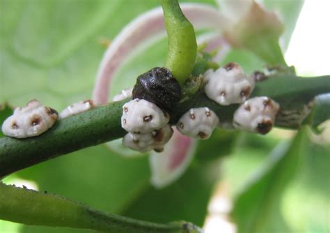 Plantas repelentes de plagas en los cultivos. Combate a la Lapilla o Pulga de los cítricos