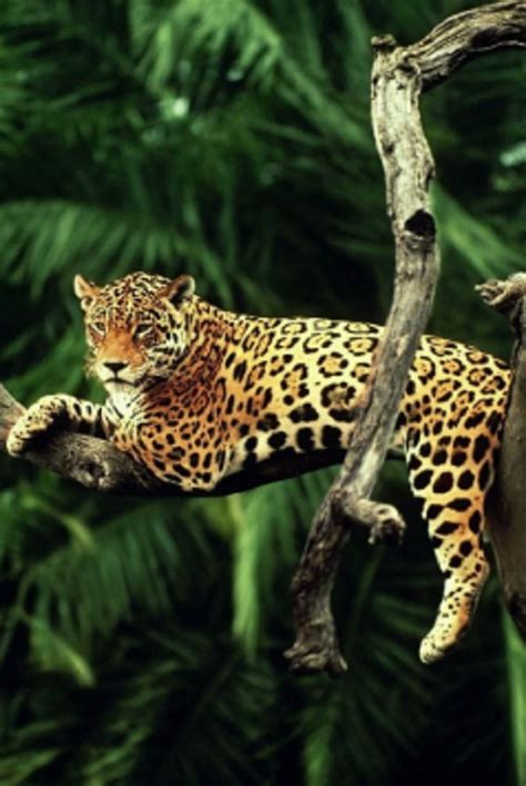 Top 5 Most Amazing Amazon Rainforest Animals Video Animals Amazing