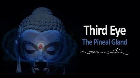 The Third Eye The Pineal Gland This Is A Must Read Third Eye