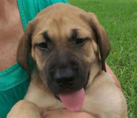 Please try to refresh the page. GORGEOUS MASTADOR puppies for sale for Sale in Brooksville ...