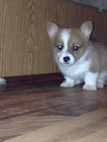 Browse thru our id verified puppy for sale listings to find your perfect puppy in your area. Corgi Puppies for Sale in Dickson, Tennessee Classified ...