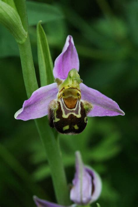 £10 million) after harvesting it for as long. dongetrabi: Black Orchid Flower For Sale Images