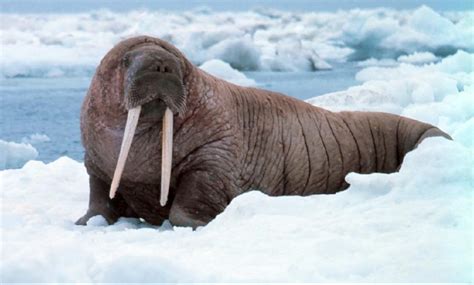 Walrus The Animal Facts Appearance Diet Habitat Behavior