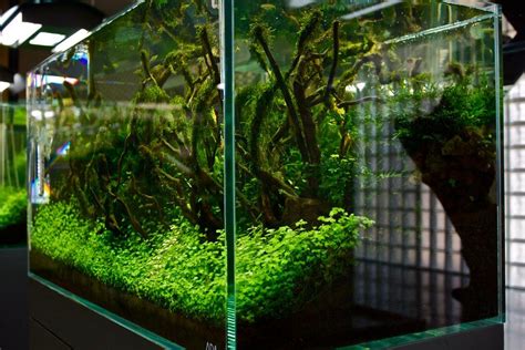 Takashi amano x oceanário de lisboa the road to the world's largest nature aquarium takashi amano, the aquascaper representing japan, challenges for truly unprecedented and unexplored front. Pin by G-Clear on Takashi Amano - Godfather of the Nature ...