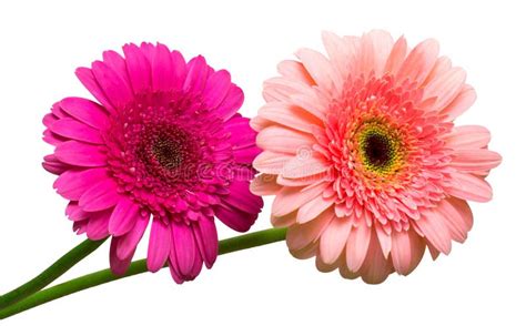 Two Gerbera Flowers Stock Photo Image Of Isolated Background 233653978