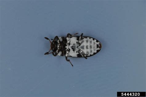 hide beetle dermestes maculatus