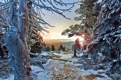 Winter Forest Snow Sunset Trees Frost Cold Czech Republic