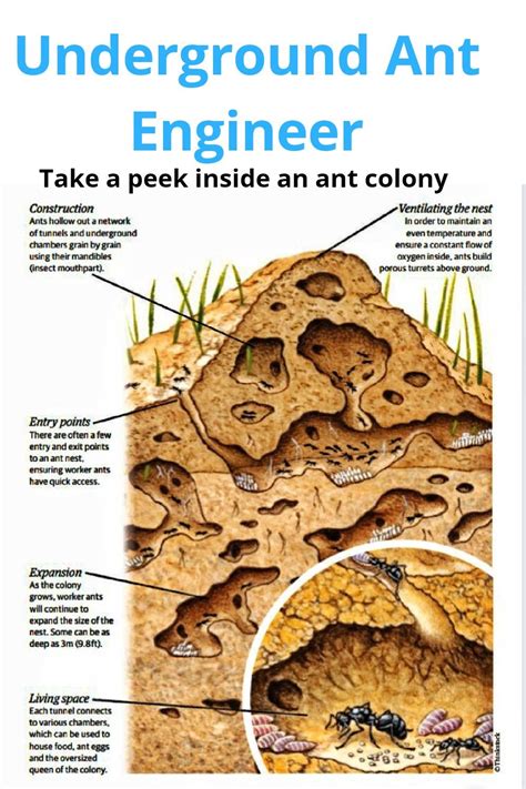 Ant Colony Structure