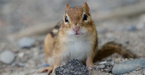 Red Squirrel Vs Chipmunk Key Differences Explained Az Animals
