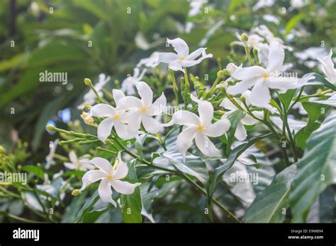 White Sampaguita Jasmine Or Arabian Jasmine In Garden Stock Photo Alamy