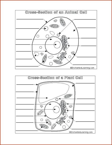 The Cell Cycle Coloring Worksheet