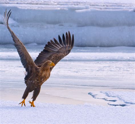 Feb 2019 Hokkaido Birding And Wildlife Photograph Blain Harasymiw