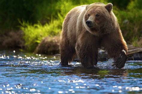 Tapety Zvěř řeka Volně žijících živočichů Medvědi Grizzly Medvěd