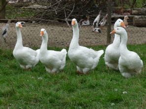 Because of their sociable and talkative nature, pekin ducks are great as pets. DUCKS FOR SALE - Oba Farms - Chickens for Sale - Goats ...