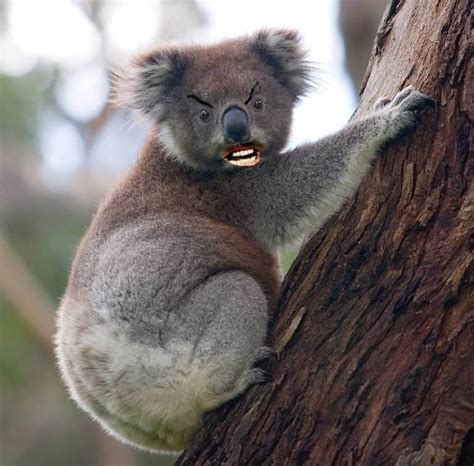 Top Five Scary Australian Animals Nomads Discover Different Heading
