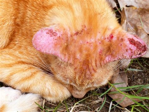Scabs On A Cats Ears Our Veterinarian Explains What To Do Cat World