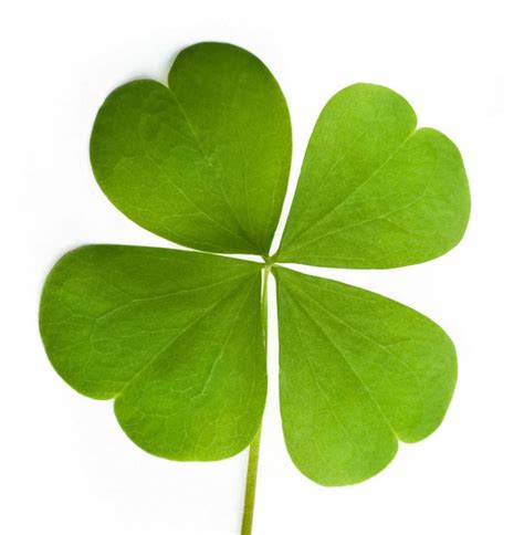 How Do I Find A Four Leaf Clover With Pictures