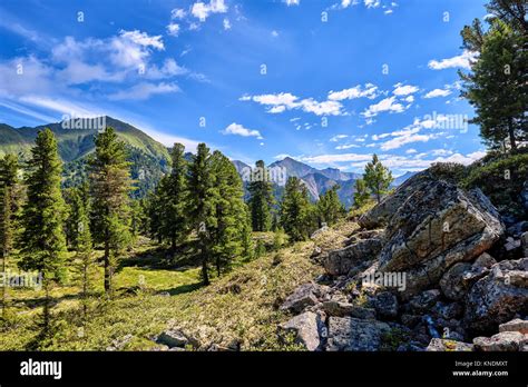 Mountainous Territory Siberian Rare Taiga On A Summer Day Russia