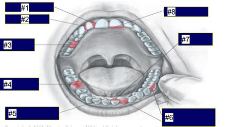 Label The Surfaces Of The Teeth Diagram Quizlet