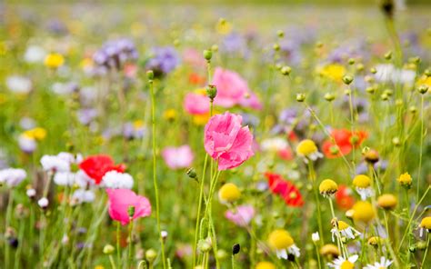 Free Download Summer Meadow Colorful Flowers 2560 X 1600 Download Close