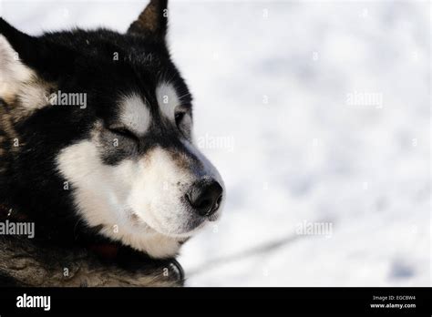 Black White Alaskan Malamute Dog Portrait Before A Sled Dog Race