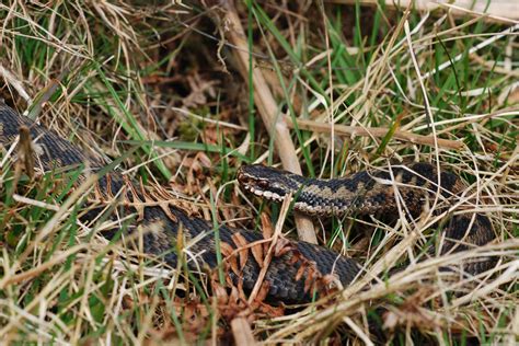 Yorkshire Field Herping And Wildlife Photography And The Adders Are Back