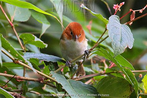Rufous Headed Parrotbill Stock Photo Minden Pictures