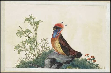 Bibliodessy Chinese Bird Prints