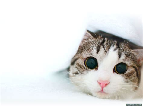 Pinkeye is contagious, so most cats will have it at least once in their lives. Cat Malfunction : StartledCats