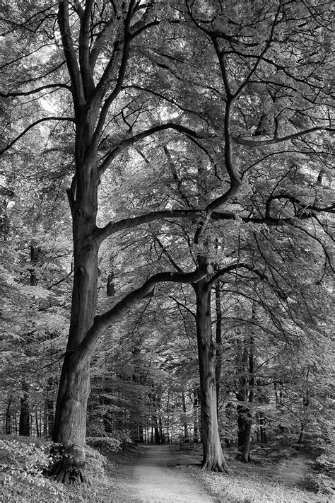 Beech Forest 365 222 Photograph By Inge Riis Mcdonald Fine Art America