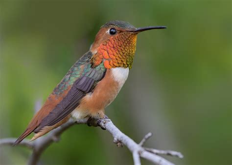 There are only two other species of hummingbirds that have also been documented in ohio, they are the rufous hummingbird and the calliope hummingbird. 8 Most Common Hummingbird Species (ID Guide) - Bird ...
