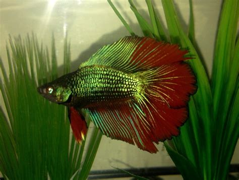 My Super Delta Double Tail Betta Brutus Bettafish