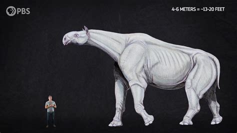 Paraceratherium Probably The Biggest Terrestrial Mammal Of All Time