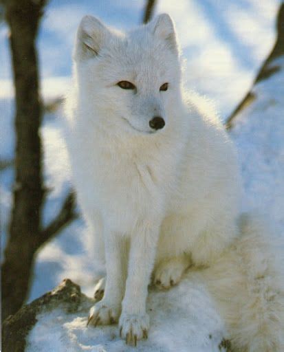 A White Fox Sitting On Top Of Snow Covered Ground