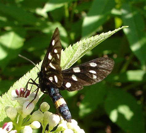 Black Butterfly Free Photo Download Freeimages