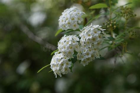 Small White Flowers In Clusters Stock Image Image Of Branch Lush