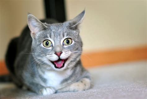 11 Happy Cats That Will Put A Big Smile On Your Face Viral Cats Blog
