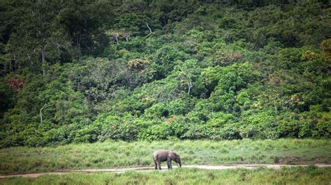Il Faut Préserver Les Forêts Du Bassin Du Congo Deuxième Poumon De La Planète Après Lamazonie