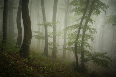 Foggy Forest With Green Trees High Quality Nature Stock Photos