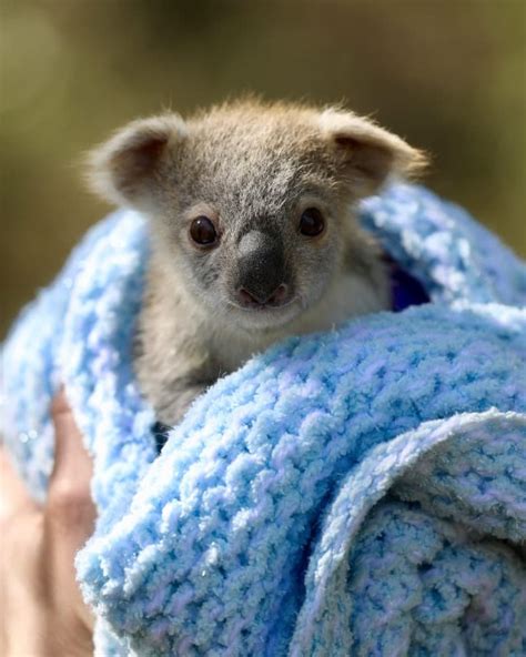 Take A Look At These Cutest Baby Animals From Around The World Page