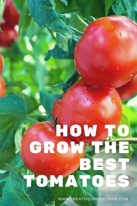 Tomato Growing Secrets To Help You Get The Most Biggest And Best